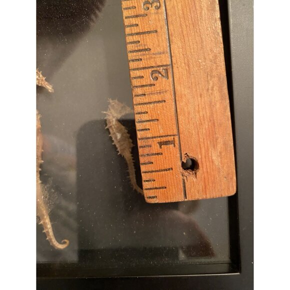 Framed Starfish & Coral Display Wall Art Decor - Picture 5 of 6